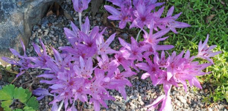 Colchicum agrippinum