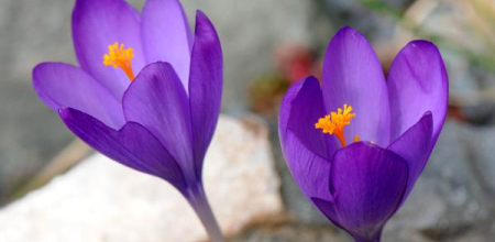 Crocus nudiflorus