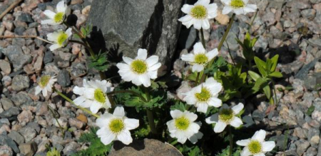 Callianthemum coriandrifolium