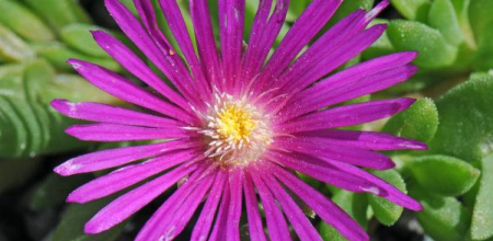 Delosperma 'John Proffitt'