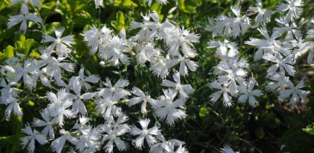 Dianthus petraeus var. noeanus