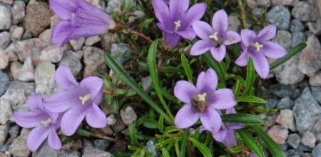 Edraianthus serphyllifolius