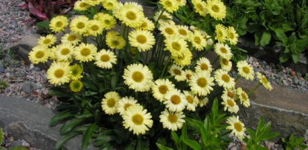 Erigeron aureus; photo by Todd Boland