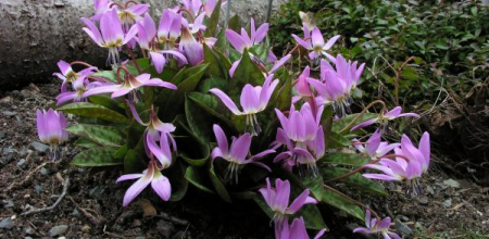 Erythronium dens-canis