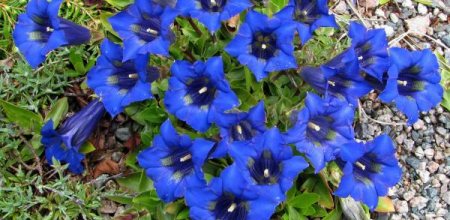 Gentianan acaulis