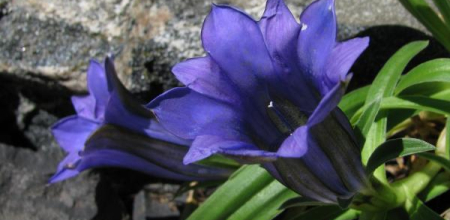 Gentiana georgei; photo by Todd Boland