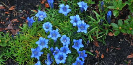 Gentiana sino-ornata