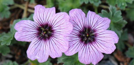 Geranium cinereum 'Ballerina'