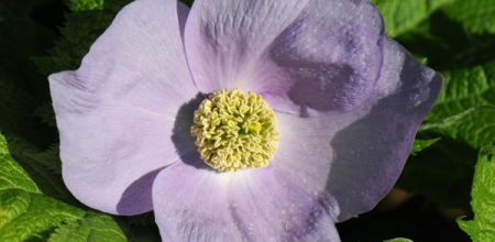 Glaucidium palmatum; photo by Todd Boland