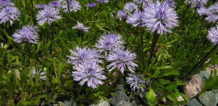 Globularia cordifolia; photo by Todd Boland