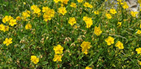 Helianthemum nummularium