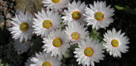 Helichrysum milfordiae; photo by Todd Boland