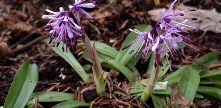 Heloniopsis orientalis