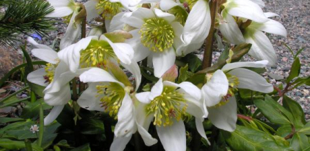 Helleborus niger; photo by Todd Boland