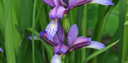 Iris graminea
