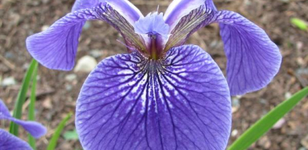 iris hookeri; photo by Todd Boland