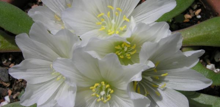 Lewisia brachycalyx; photo by Todd Boland