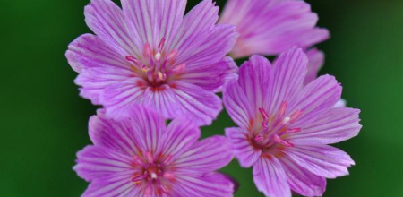 Lewisia columbiana var. rupicola