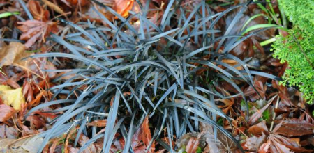 Ophiopogon planiscapus 'Nigrescens'