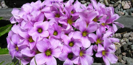 Oxalis 'Ione Hecker'; photo by Todd Boland
