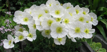 Papaver burseri; photo by Todd Boland