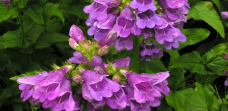 Penstemon serrulatus