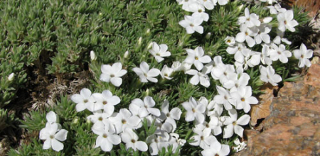 Phlox condensata; photo by Todd Boland