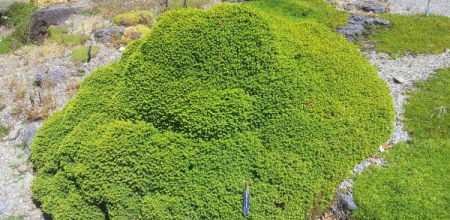Picea abies 'Little Gem' photographed in the UBC Botanical Garden