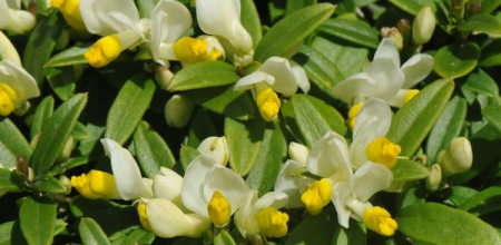 Polygala chamaebuxus