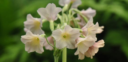 Primula alpicola