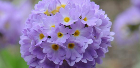 Primula denticulata