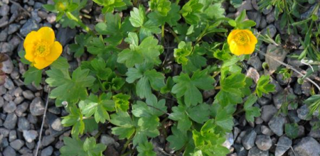 Ranunculus montanus; photo by Todd Boland
