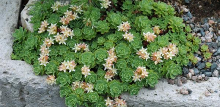 Rhodiola pachyclados