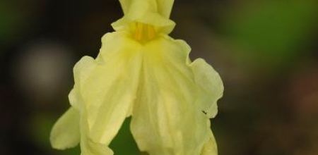 Roscoea cautleyoides