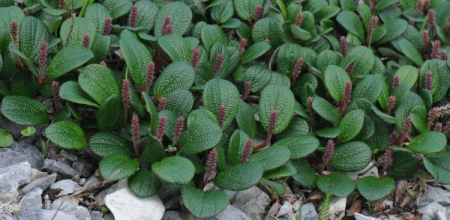 Salix reticulata growing in the wilds of northern Newfoundland.