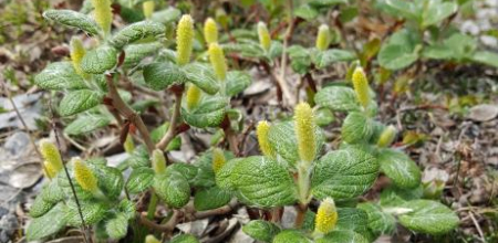 Salix vestita