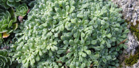 Saxifraga cochlearis; photo by Todd Boland