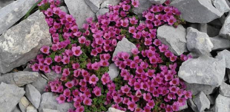 Saxifraga oppositifolia