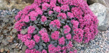 Sedum cauticola; photo by Todd Boland