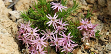 Silene bolanthoides; photo by Todd Boland