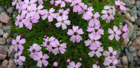 Silene acaulis; photo by Todd Boland