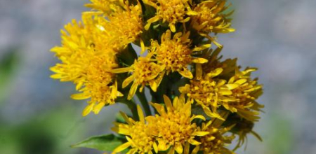 Solidago multiradiata; photo by Todd Boland
