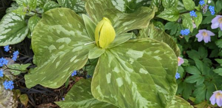 Trillium luteum