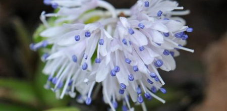 Ypsilandra thibetica