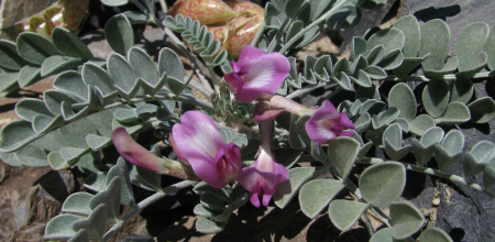 Astragalus chamaeleuce