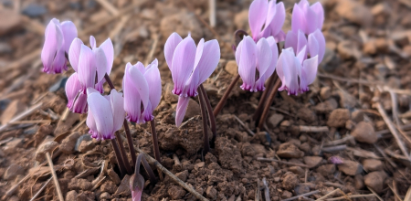 Cyclamen graecum