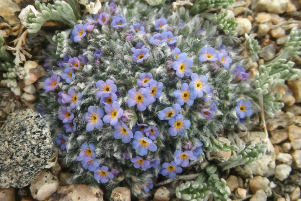 Eritrichium argenteum