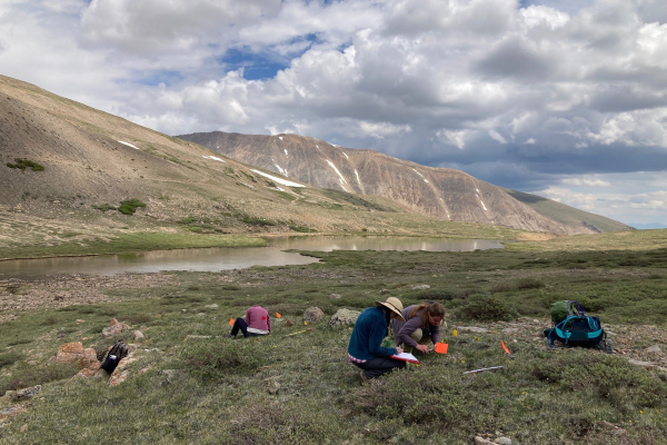 Collecting seed on Horseshoe Mountain, Colorado