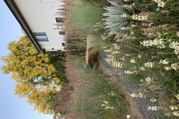 A natural stone bench set deep in the heart of a bed in SummerHome Garden, flanked by Monarda punctata and Agastache rupestris.