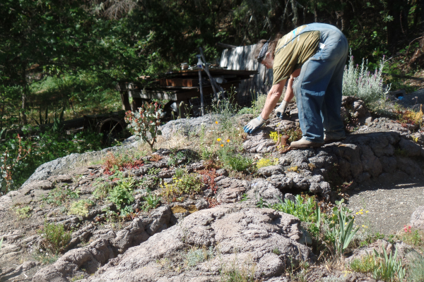 Walter Blake works in the concrete rock garden.